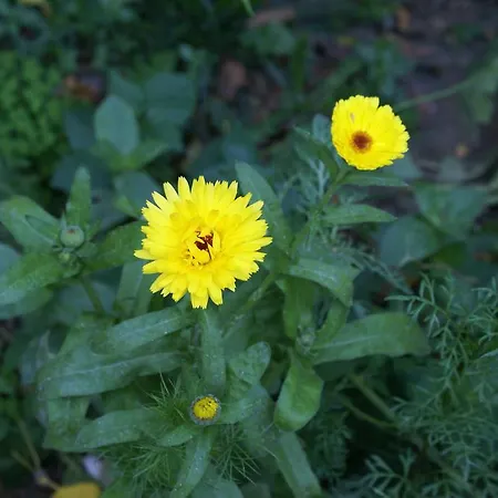 La Cour Des Carmes Nyaraló Arras